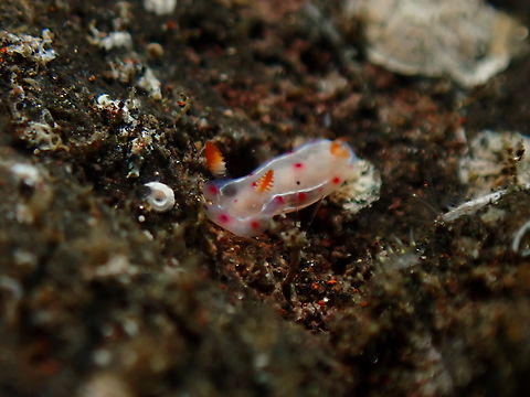 Decumbent Spanish Dancer - Hexabranchus lacer Juvenile Bali,Decumbent Spanish Dancer,Hexabranchus lacer,Indonesia,Nudibranch,Spanish Dancer,Tulamben