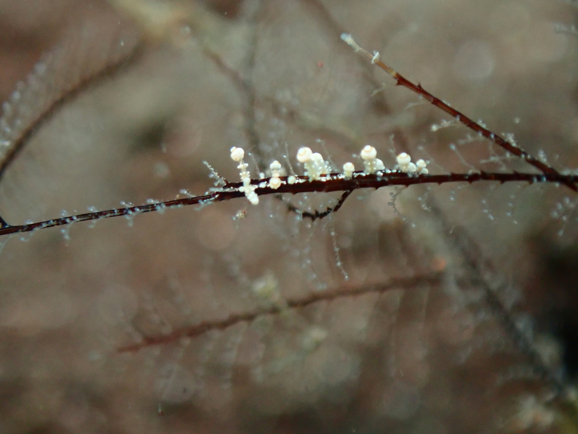 Nudibranch - Eubranchus putnami  Bali,Eubranchus putnami,Indonesia,Nudibranch,Tulamben