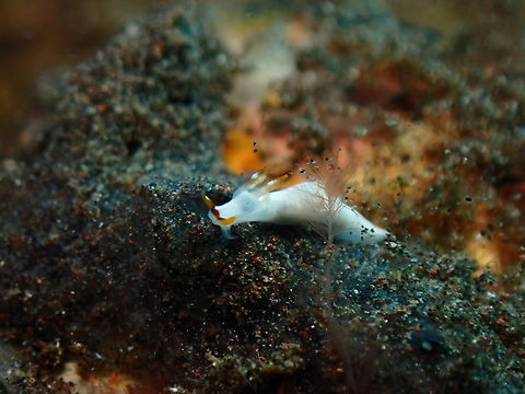 Nudibranch - Trapania gibbera  Bali,Indonesia,Nudibranch,Trapania gibbera,Tulamben