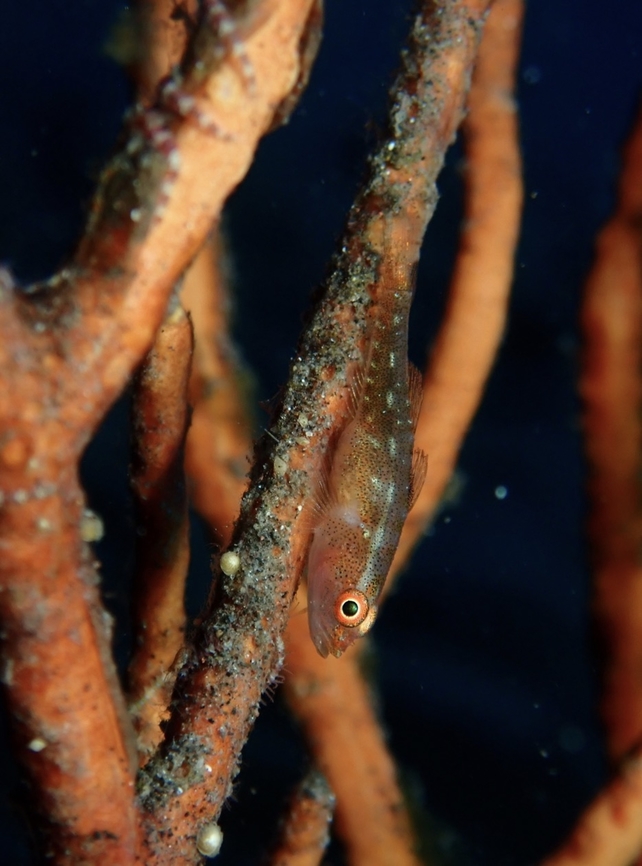 Many-Host GhostGoby - Pleurosicya mossambica  Bali,Fish,GhostGoby,Goby,Indonesia,Many-host Ghostgoby,Pleurosicya mossambica,Tulamben