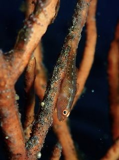 Many-Host GhostGoby - Pleurosicya mossambica  Bali,Fish,GhostGoby,Goby,Indonesia,Many-host Ghostgoby,Pleurosicya mossambica,Tulamben