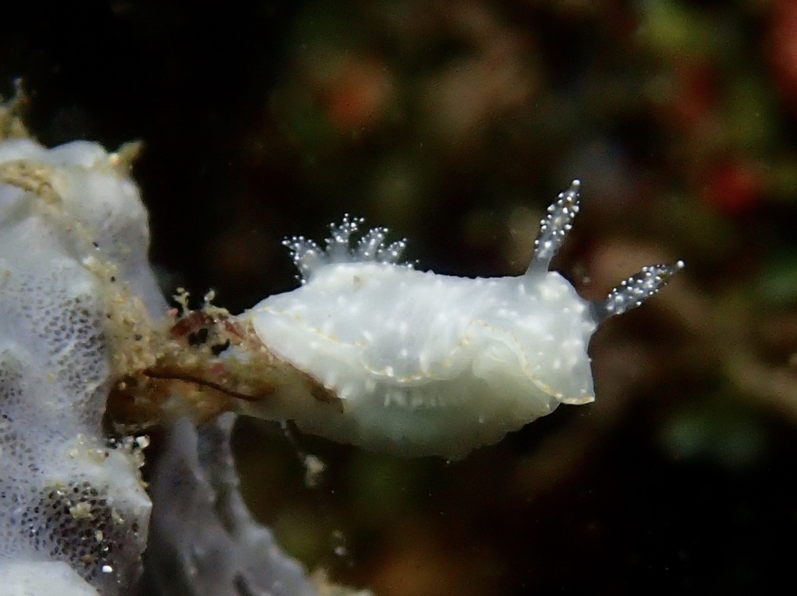 Nudibranch - Chromodoris kalawakan  Anilao,Batangas,Chromodoris kalawakan,Nudibranch,Philippines
