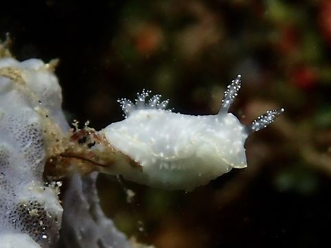 Nudibranch - Chromodoris kalawakan  Anilao,Batangas,Chromodoris kalawakan,Nudibranch,Philippines