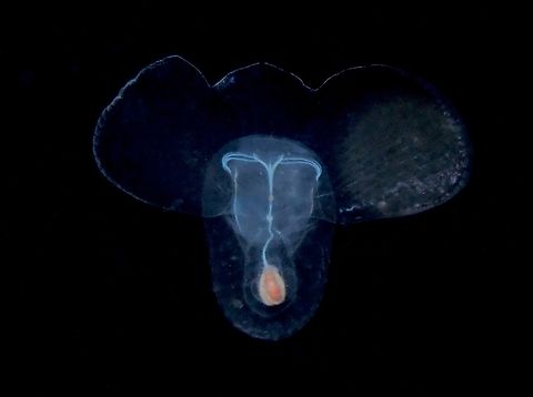 Sea Butterfly - Corolla spectabilis  Anilao,Batangas,Corolla spectabilis,Philippines,Sea Butterfly