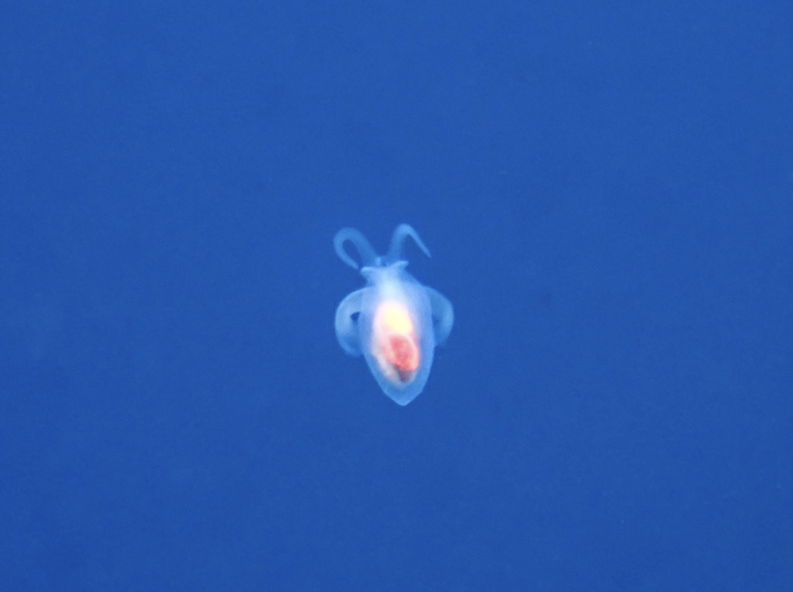 Sea Angel - Hydromyles globulosus Tentative ID Bali,Hydromyles globulosus,Indonesia,Sea Angel