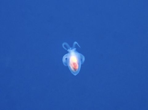 Sea Angel - Hydromyles globulosus Tentative ID Bali,Hydromyles globulosus,Indonesia,Sea Angel