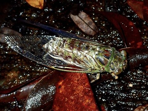 Cicada - Champaka virescens  Champaka virescens,Cicada,Philippines,Quezon