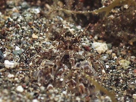 Banded Mantis Shrimp - Lysiosquilla sulcirostris  Anilao,Banded Mantis Shrimp,Batangas,Lysiosquilla sulcirostris,Mantis Shrimp,Philippines,Shrimp