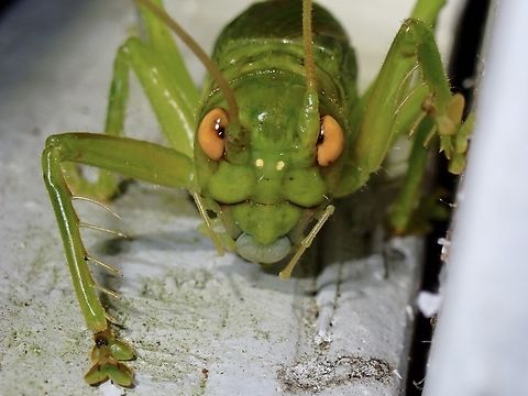 Wood Cricket - Magnigryllacris malaccensis  Cricket,Magnigryllacris malaccensis,Malaysia,Pahang,Wood Cricket