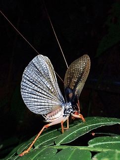 Wings Opened! Raspy Cricket - Borneogryllacris fruhstorferi Borneogryllacris fruhstorferi,Cricket,Kelantan,Malaysia,Raspy Cricket