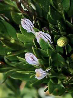 Plant - Falcatifolium gruezoi  Falcatifolium gruezoi,Flower,Palawan,Philippines,Plant