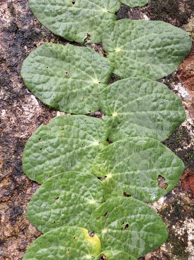 Plant - Piper clypeatum  Palawan,Philippines,Piper clypeatum,Piper obtusissimum,Plant