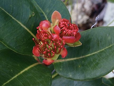 Flowers -  Xanthostemon speciosus  Flowers,Palawan,Philippines,Xanthostemon speciosus