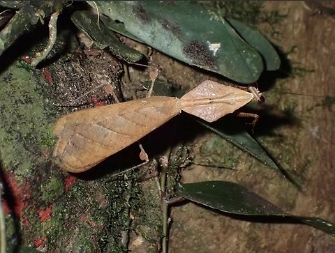 Praying Mantis - Deroplatys trigonodera  Deroplatys trigonodera,Malaysia,Mantis,Praying Mantis,Sarawak