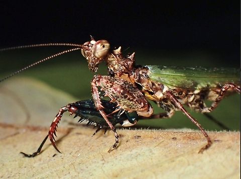 Praying Mantis - Pachymantis piceifemur  Malaysia,Mantis,Pachymantis piceifemur,Praying Mantis,Sabah