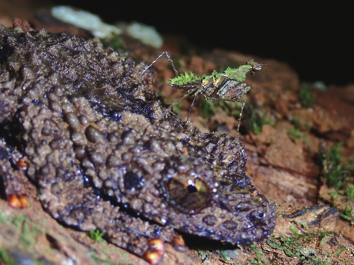 Confused?! Frog or Mantis? Haania confusa,Malaysia,Mantis,Moss mantis,Mossy Mantis,Penang,Praying Mantis