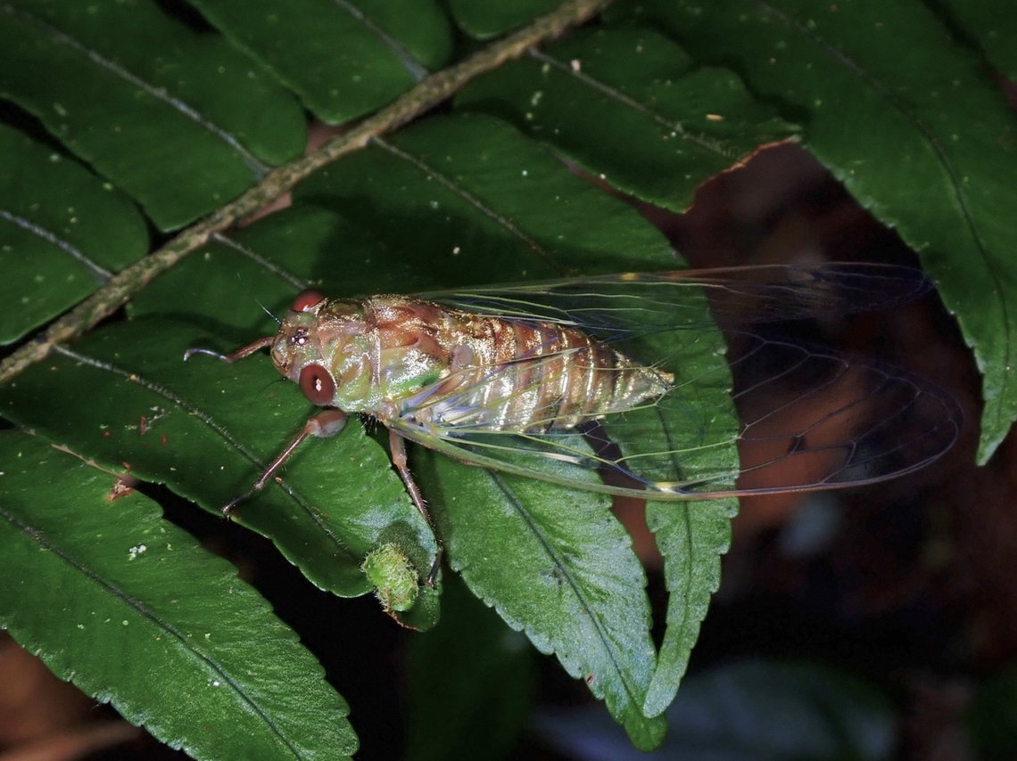 Cicada - Nabalua zaidii <a href="https://img1.wsimg.com/blobby/go/9f160fee-b8bc-47a9-b98d-76f96de055a6/Nature" rel="nofollow">https://img1.wsimg.com/blobby/go/9f160fee-b8bc-47a9-b98d-76f96de055a6/Nature</a> Watch Oct to Dec 2011 Cicadas.pdf Cicada,Malaysia,Nabalua zaidii,Pahang