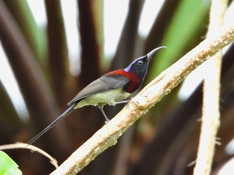 Black-Throated Sunbird - Aethopyga saturata            Aethopyga saturata,Bird,Black-Throated Sunbird,Malaysia,Pahang,Sunbird