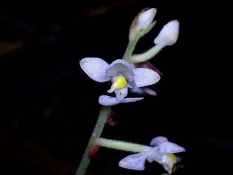 Jewel Orchid - Ludisia discolor  Flower,Jewel Orchid,Ludisia,Ludisia discolor,Orchid,Palawan,Philippines