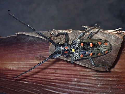 Longhorned Beetle - Batocera parryi  Batocera parryi,Beetle,Longhorned Beetle,Malaysia,Sabah