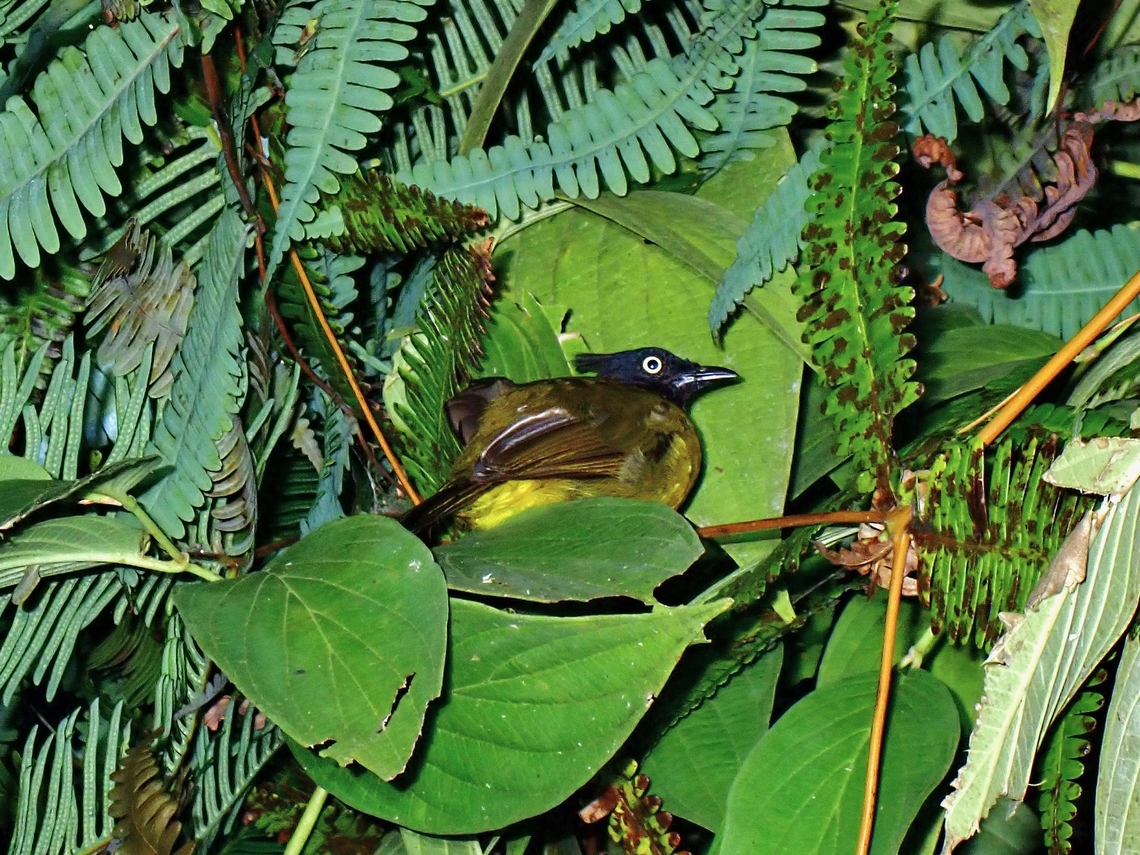 Black-Crested Bulbul - Rubigula flaviventris  Bird,Black-Crested Bulbul,Bulbul,Malaysia,Pahang,Rubigula flaviventris