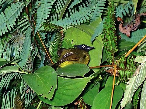 Black-crested bulbul