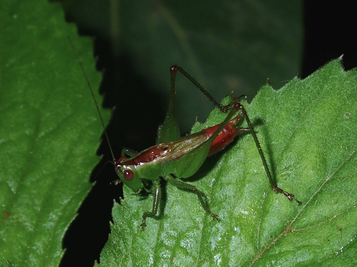 Long-Horned Meadow Katydid - Conocephalus saltator  Conocephalus saltator,Fiji,Katydid,Long-Horned Meadow Katydid,Meadow Katydid