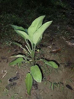 Chinese Evergreen - Aglaonema commutatum maculatum Sub-species Abra,Aglaonema commutatum maculatum,Aglaonema commutatum var. maculatum,Aglaonema commutatum ver. maculatum,Chinese Evergreen,Philippines,Plant