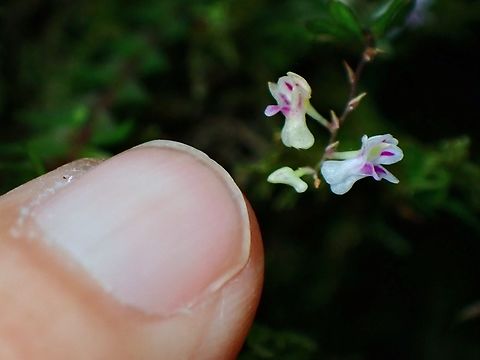 Tiny Orchid - Podochilus microphyllus Flowed,Malaysia,Orchid,Pahang,Podochilus microphyllus