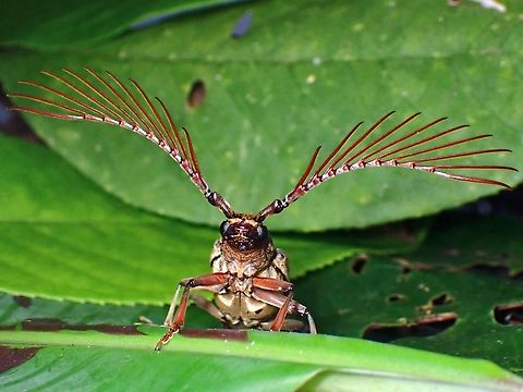 Round-Necked Longhorn Beetle - Cyriopalus wallacei  Beetle,Cyriopalus wallacei,Malaysia,Pahang,Round-Necked Longhorn Beetle,Wallace's Cyriopalus beetle