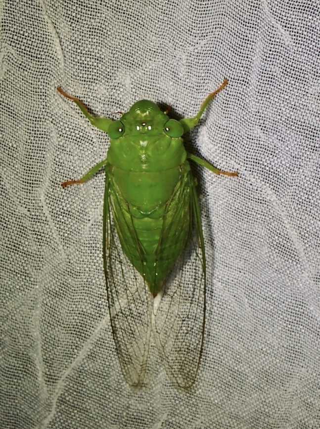 Cicada - Dundubia dubia  Cicada,Dundubia dubia,Palawan,Philippines