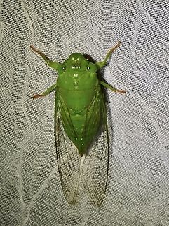 Cicada - Dundubia dubia  Cicada,Dundubia dubia,Palawan,Philippines