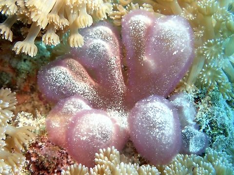 Florideophycean Algae - Gibsmithia hawaiiensis  Anilao,Batangas,Florideophycean Algae,Gibsmithia hawaiiensis,Philippines