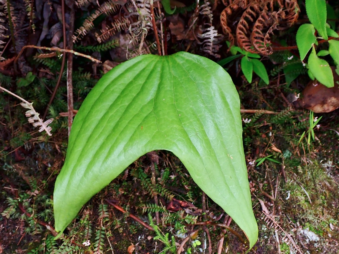 Odd Leaf  Cheiropleuria bicuspis,Malaysia,Pahang,Plant