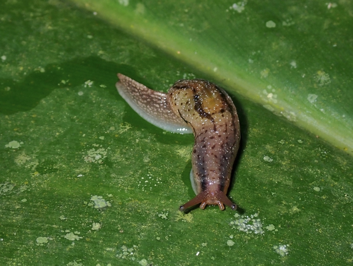 Slug - Microparmarion malayanus  Malaysia,Microparmarion malayanus,Penang,Slug