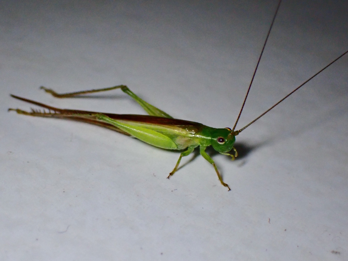Spotted Meadow Katydid - Conocephalus maculatus  Conocephalus maculatus,Katydid,Malaysia,Meadow Katydid,Selangor,Spotted Meadow Katydid