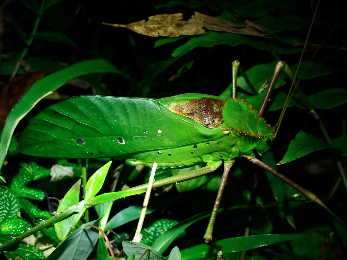 Giant  Arachnacris corporalis,Leaf Katydid,Malayan Leaf Katydid,Malaysia,Pahang