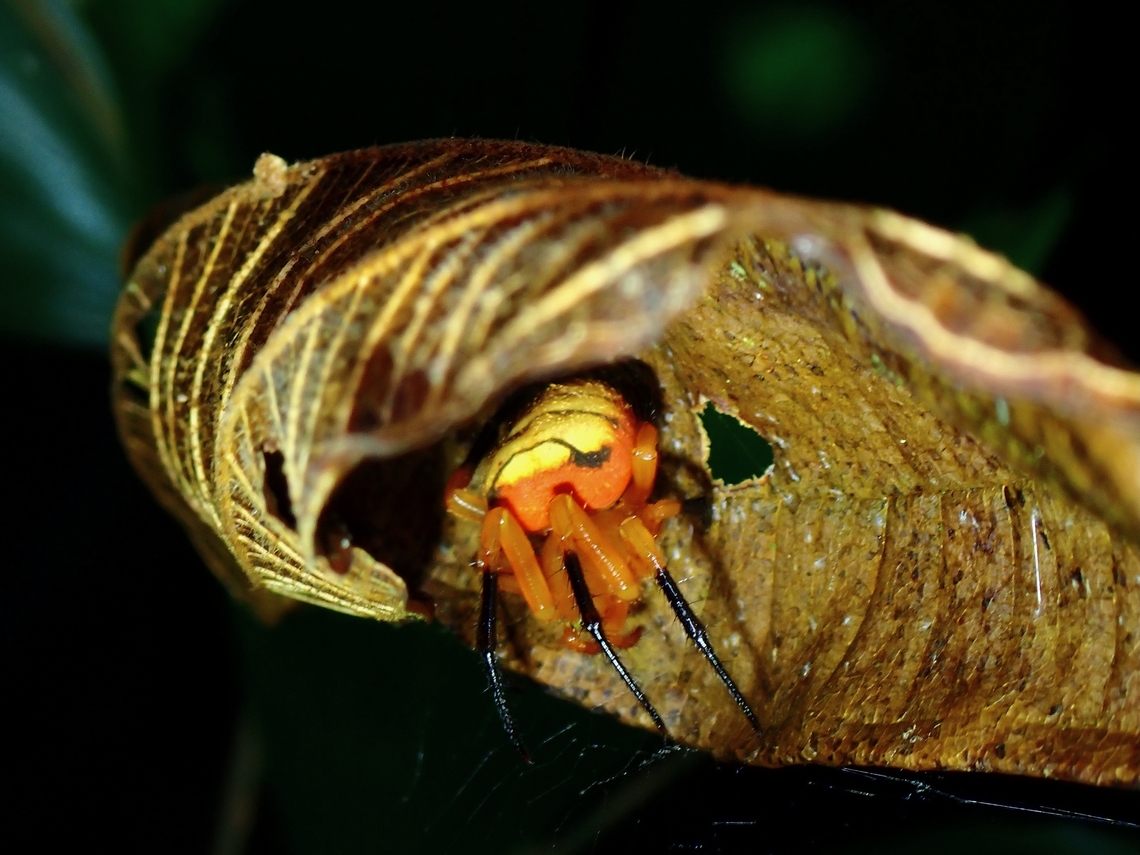 Orbweaver Spider - Acusilas malaccensis  Acusilas malaccensis,Malaysia,Orbweaver Spider,Pahang,Spider
