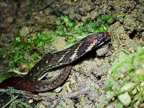 Chan-Ard Mountain Reed Snake - Macrocalamus chanardi  Chan-Ard Mountain Reed Snake,Macrocalamus chanardi,Malaysia,Pahang,Reed Snake,Snake
