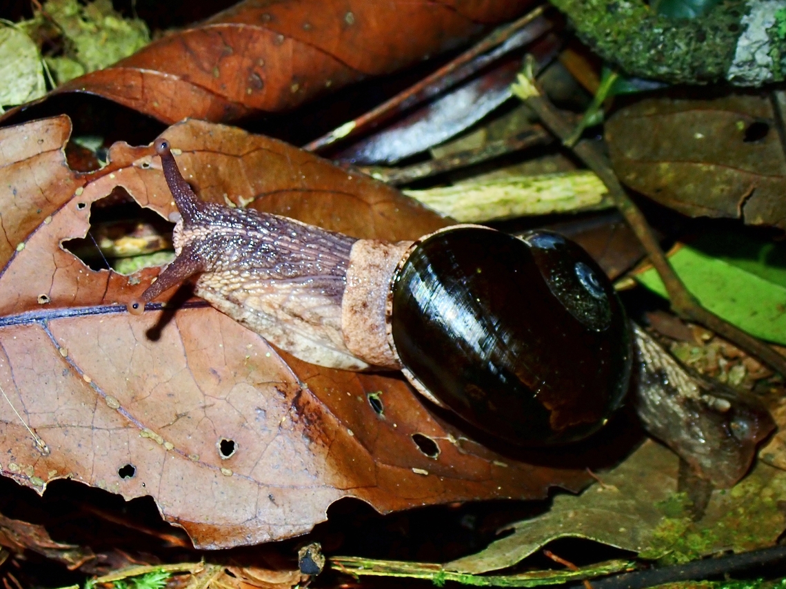 Snail - Baiaplecta lowi  Baiaplecta lowi,Malaysia,Pahang,Snail