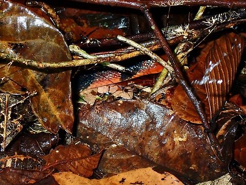 Shy Orange-Lipped Keelback Snake - Rhabdophis flaviceps Keelback Snake,Malaysia,Orange-Lipped Keelback Snake,Rhabdophis flaviceps,Selangor
