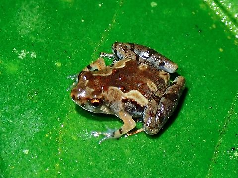 Tiny Tubercled Pygmy Frog - Microhyla butleri  Frog,Malaysia,Microhyla butleri,Pygmy Frog,Selangor,Tubercled Pygmy Frog