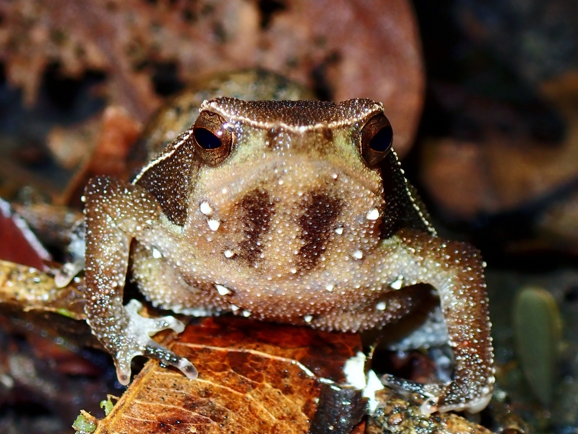 Critically Endangered!  Frog,Kalophrynus palmatissimus,Malaysia,Narrow-Mouthed Frog,Selangor