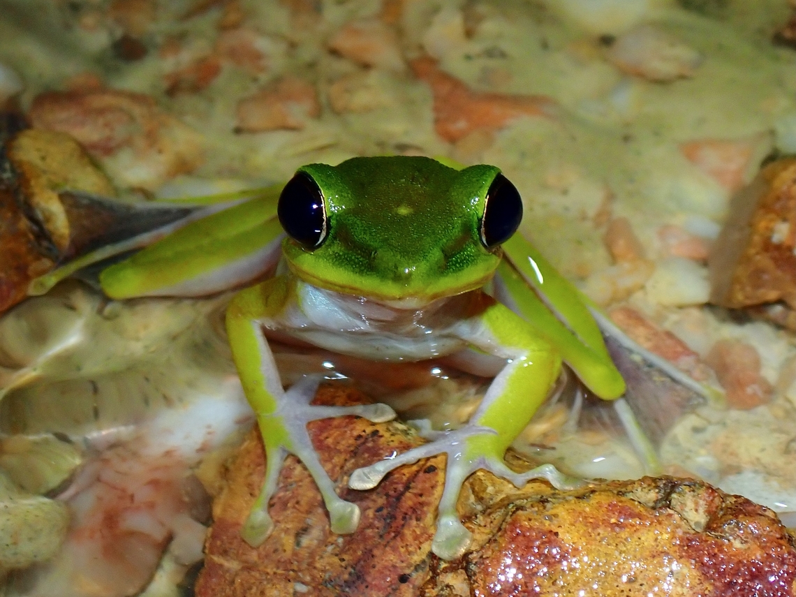 Malayan White-Lipped Frog - Chalcorana labialis Previously known as Hylarana labialis Chalcorana labialis,Frog,Malayan White-Lipped Frog,Malaysia,Selangor,White-Lipped Frog