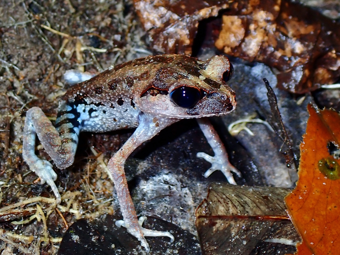 Black-Eyed Litter Frog - Leptobrachium nigrops  Black-Eyed Litter Frog,Frog,Leptobrachium nigrops,Litter Frog,Malaysia,Selangor
