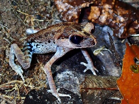 Black-Eyed Litter Frog - Leptobrachium nigrops  Black-Eyed Litter Frog,Frog,Leptobrachium nigrops,Litter Frog,Malaysia,Selangor