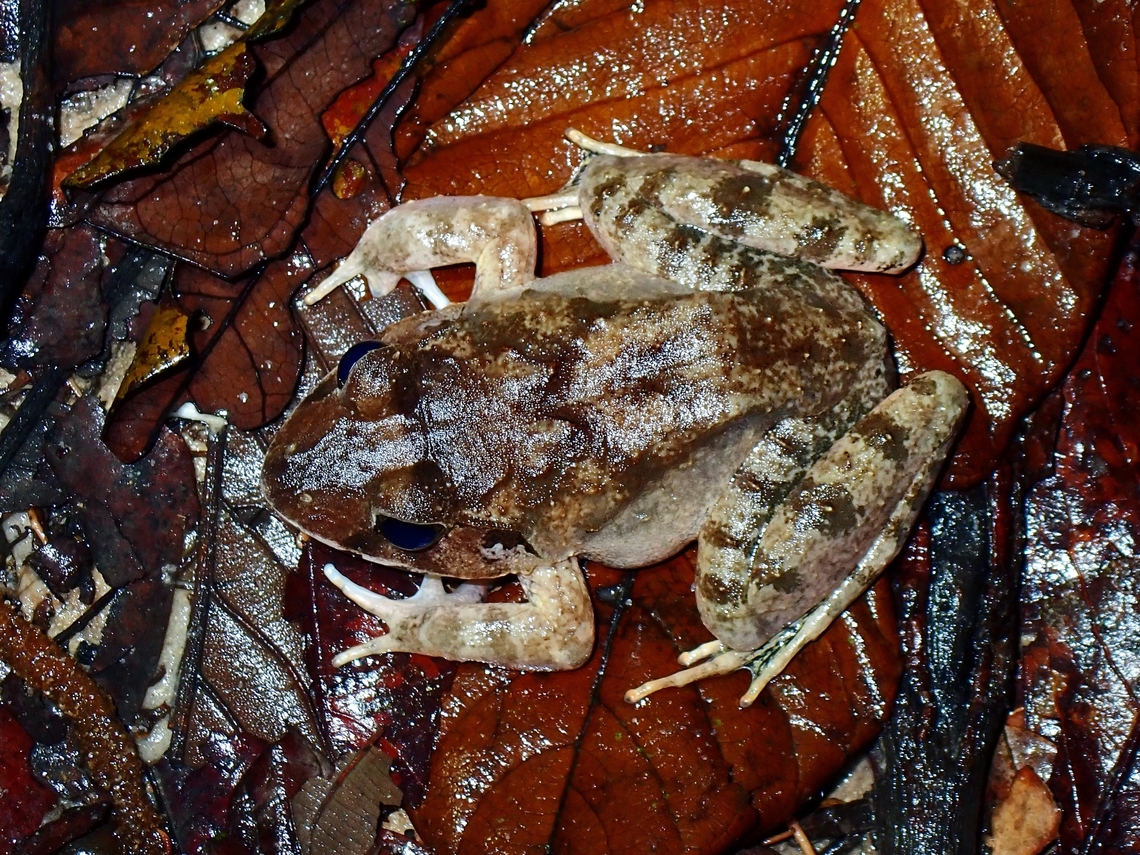 W on the back  Frog,Limnonectes malesianus,Malaysia,Malesian Frog,Selangor