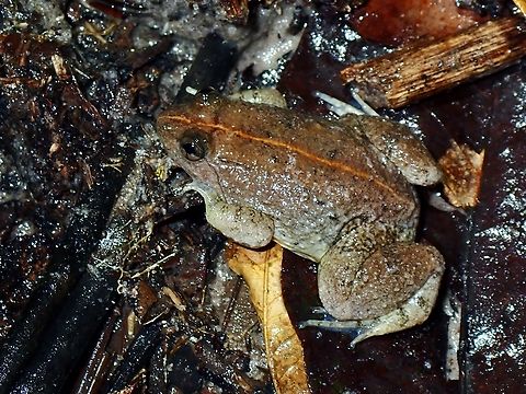 Yellow-Bellied Puddle Frog - Occidozyga laevis  Common Puddle Frog,Frog,Malaysia,Occidozyga laevis,Puddle Frog,Selangor,Yellow-Bellied Puddle Frog