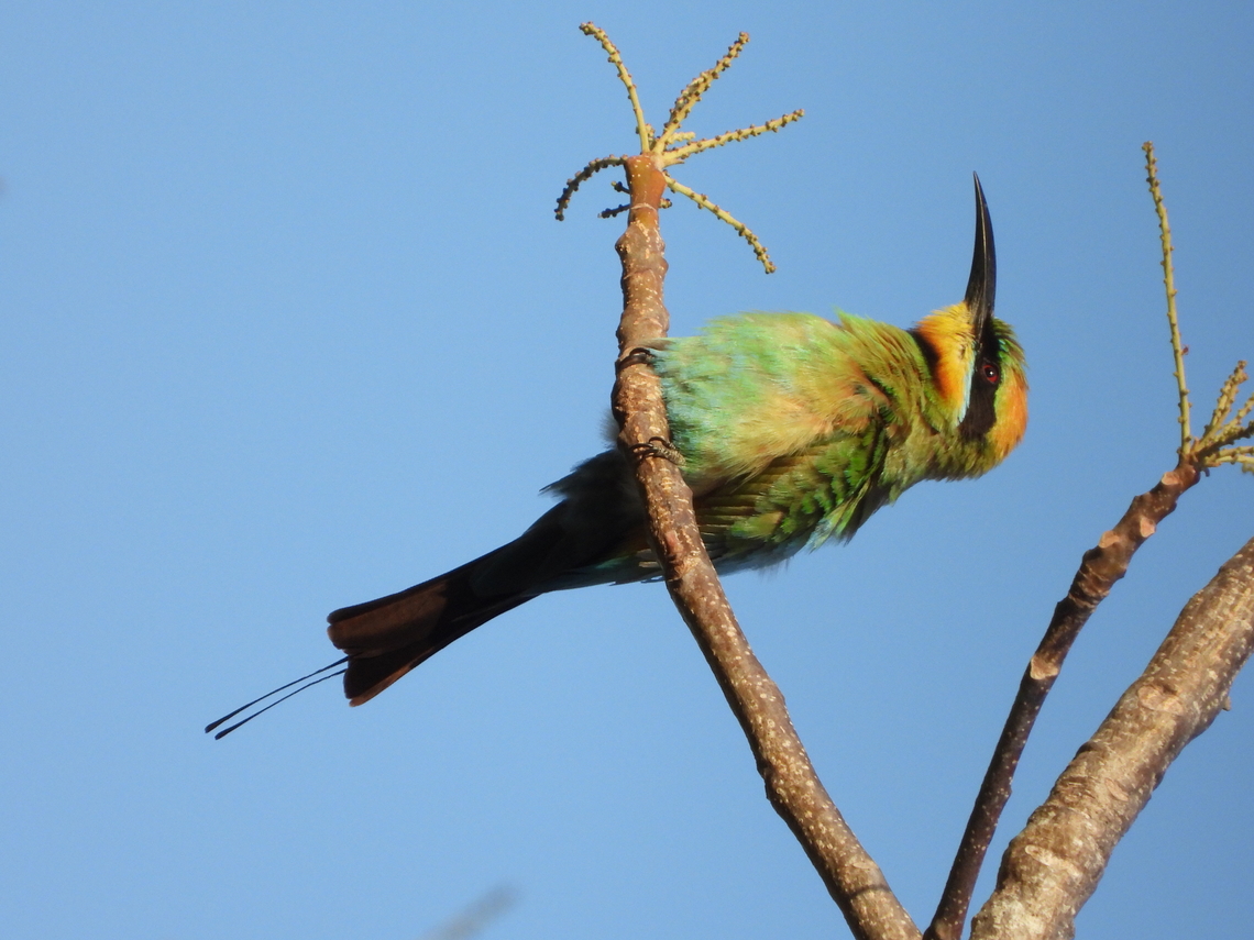 Blue-Tailed Bee-Eater - Merops philippinus  Bee-Eater,Bird,Blue-Tailed Bee-Eater,Indonesia,Lombok,Merops philippinus