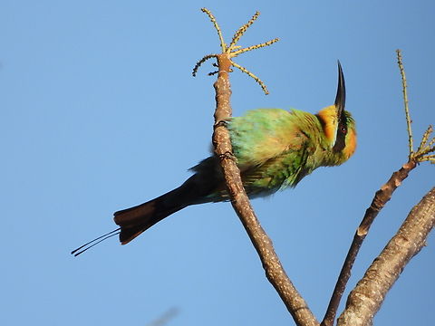 Blue-Tailed Bee-Eater - Merops philippinus  Bee-Eater,Bird,Blue-Tailed Bee-Eater,Indonesia,Lombok,Merops philippinus